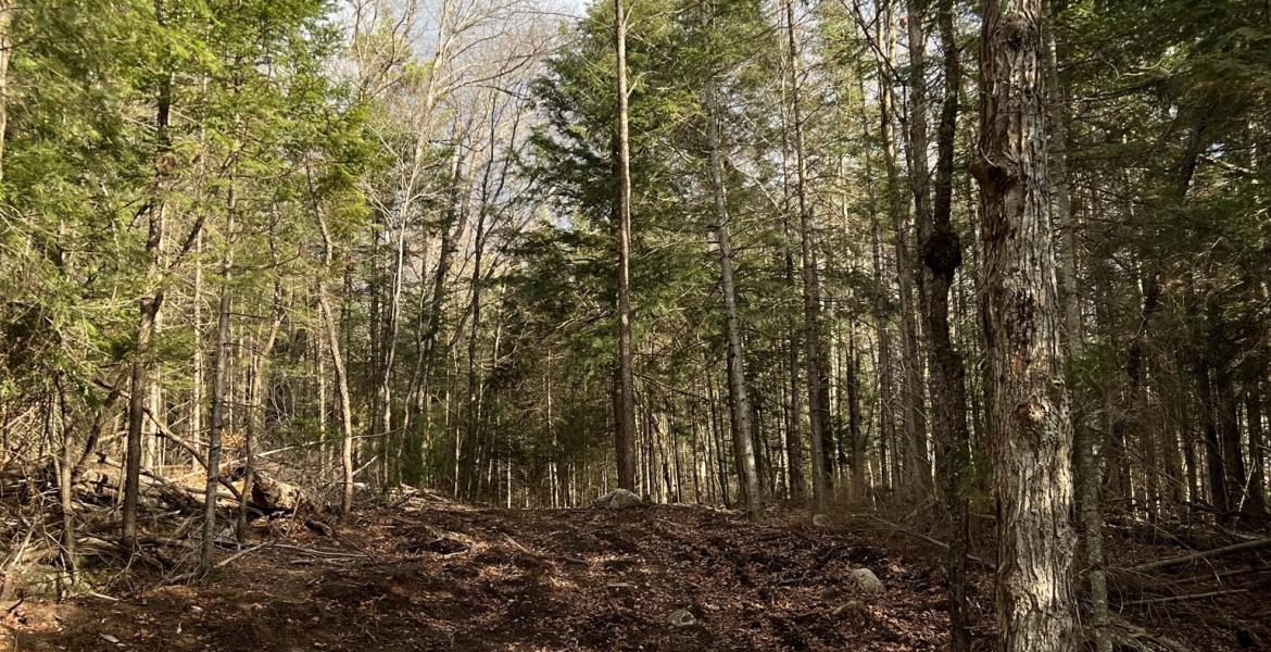 2.4 Acres, Lot 27, Bushwolf Lake Road, Haliburton
