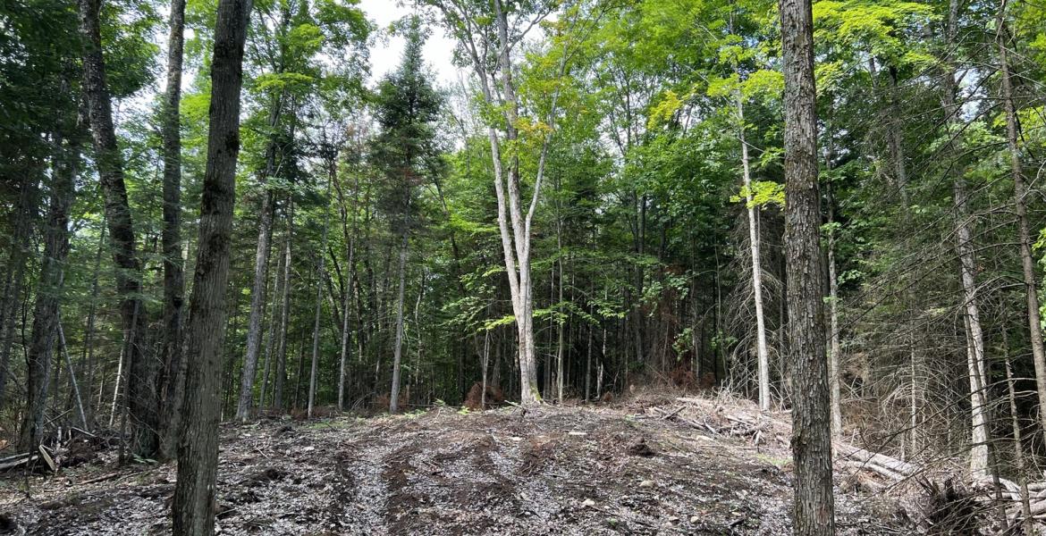 2.5 Acres, Lot 26, West Court, Eagle Lake