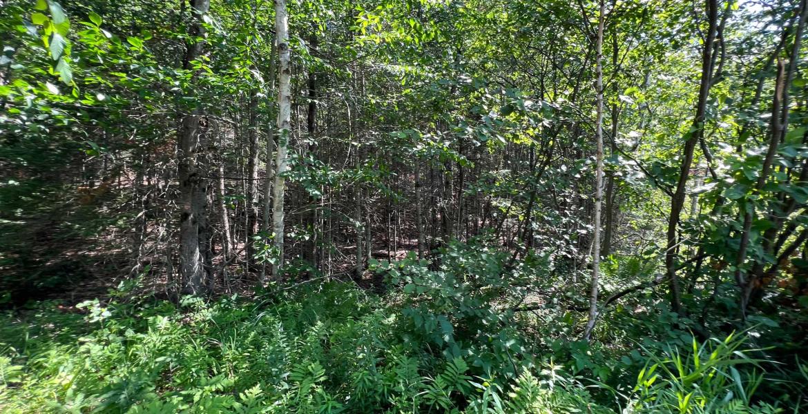 2.6 Acres, Lot 29, West Court, Eagle Lake