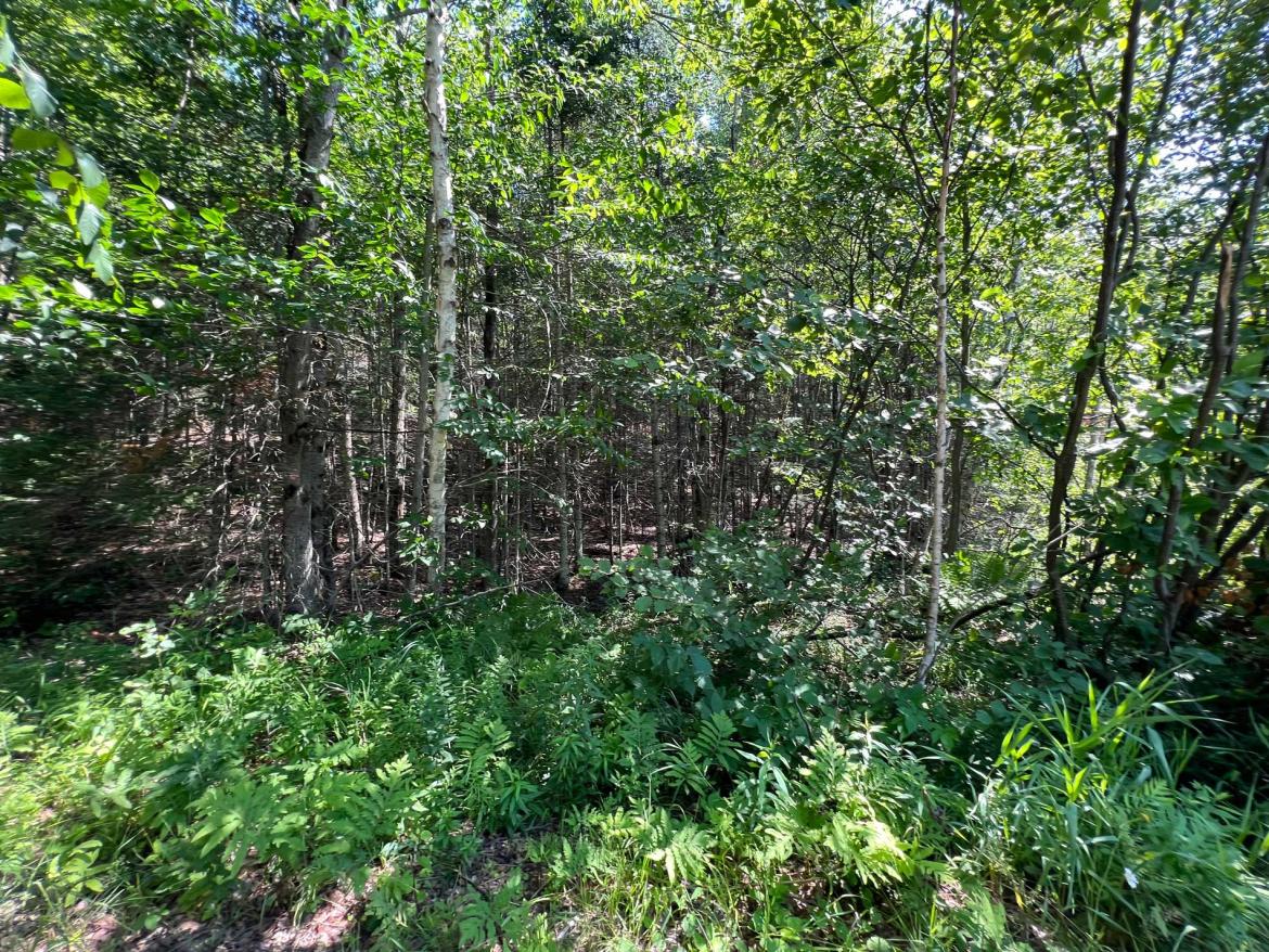 2.6 Acres, Lot 29, West Court, Eagle Lake