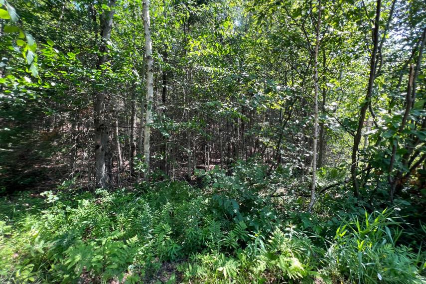 2.6 Acres, Lot 29, West Court, Eagle Lake thumbnail